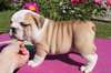 chiot Bulldog Anglai - photo 1