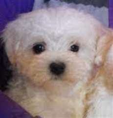 Don Chiot  Bichon Maltais M&#226;le