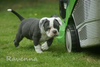 Adorable puppies14 bouledogue fran&#231;ais