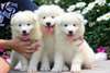 Superbe chiots samoyede dispo 	 Disponible de sui - photo 1