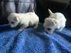 Home Raised Maltese Puppies Available For Sale - photo 1