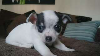 Chiots de race chihuahua mignons disponibles