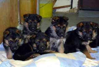 Chiots Berger allemand