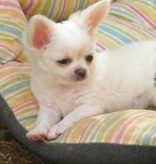 A DONNER MAGNIFIQUE chiots chihuahua femelle Lof