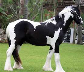 Gypsy Vanner Chevaux &#224; vendre | Hongre | pie