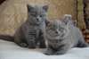 Beaux chatons cheveux courts britanniques - photo 1