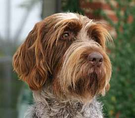 chien perdu a pend&#233;e pres de st val&#233;ry sur somme