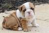 Bulldog anglais chiots magnifiques disponibles - photo 1