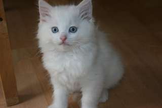 Chaton Ragdoll &#224; la recherche d'une belle maison