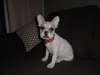 Chiots bouledogue francais - photo 1