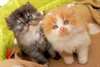 Chatons persans mignons actuellement disponibles - photo 1