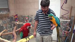 Paire B&#233;b&#233;s macaw perroquets