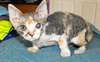 Chatons Devon Rex disponibles - photo 1