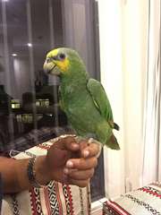 Amazon Parrot Pour regard de l'adoption d'une bonn