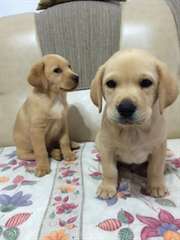 chiot Labrador &#224; la recherche d'une belle maison