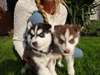 Chiots husky de Sib&#233;rie favorites pour adoption - photo 1