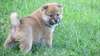 Adorables chiots shiba inu - photo 1