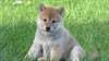 Adorables chiots shiba inu - photo 2