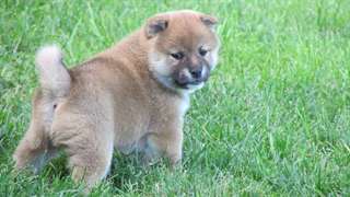 Adorables chiots shiba inu