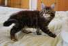 Adorables chatons maine coon - photo 1