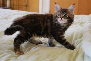 Adorables chatons maine coon