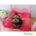 Chiots Yorkshire Terrier - photo 1