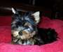 Chiots Yorkshire Terrier - photo 2