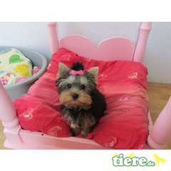 Chiots Yorkshire Terrier