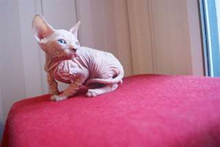 Adorables chatons sphynx