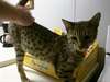 CFA?? TICA inscrit chatons de savane available?? a - photo 1