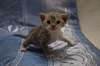 Devon Rex chatons disponibles - photo 1