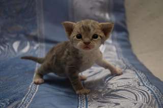 Devon Rex chatons disponibles