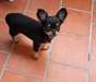 adorable chiot chihuahua disponible pour noel - photo 1