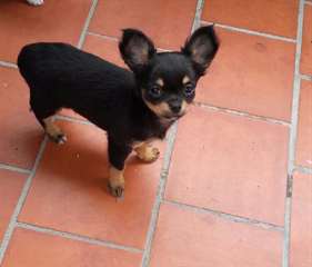 adorable chiot chihuahua disponible pour noel