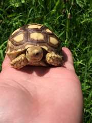 Et Aldabra tortue sulcata &#192; Vendre Elles sont en