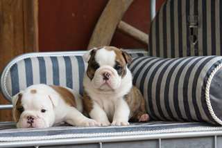 Super bulldog anglais chiots &#224; la recherche d'une