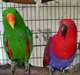 ** VENTE ** b&#233;b&#233; Eclectus Parrots - photo 1