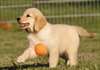 Joueuse Golden Retriever chiots. - photo 1