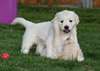 Joueuse Golden Retriever chiots. - photo 2