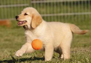 Joueuse Golden Retriever chiots.