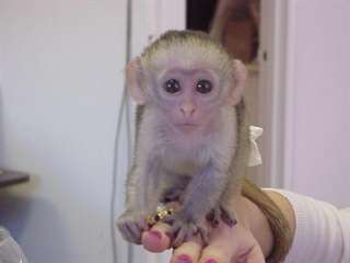 b&#233;b&#233;s singes capucins