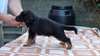 Donne chiot berger allemand - photo 1