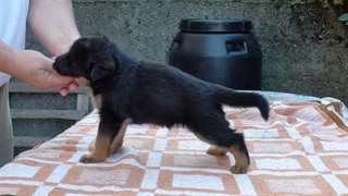 Donne chiot berger allemand