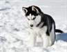 adorables chiots husky siberien pour adoption - photo 1