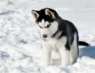 adorables chiots husky siberien pour adoption