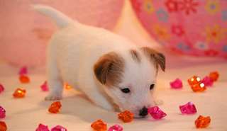 A donner chiot type jack Russell contre bon soin