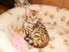 Chatterie du bohneur vous donne 5 bengals .  magni - photo 1