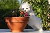 Bichon Maltais Femelle de 3 mois - photo 1