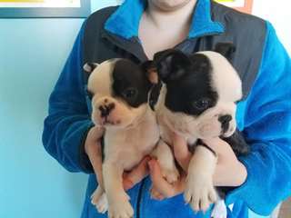 Beautiful French Bulldog Puppies