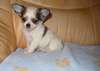 Chiot chihuahua non lof a donner - photo 1